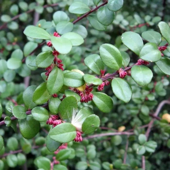 MYRSINE africana