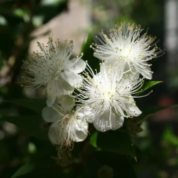 MYRTUS communis Tarentina
