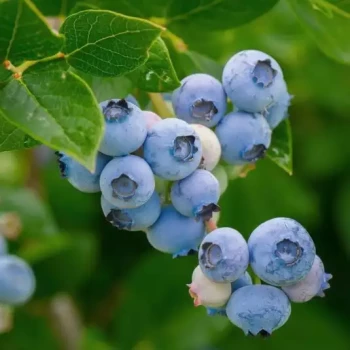 VACCINIUM corymbosum Patriot