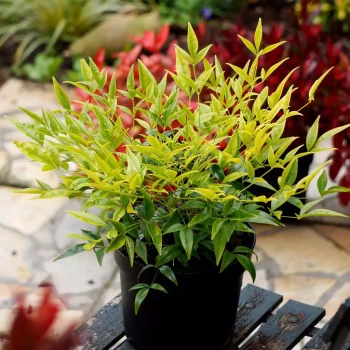NANDINA domestica Bright Light