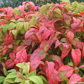 NANDINA domestica Fire Power