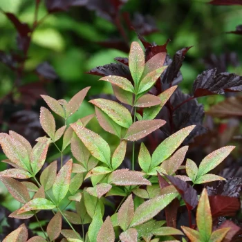 NANDINA domestica Obsessed