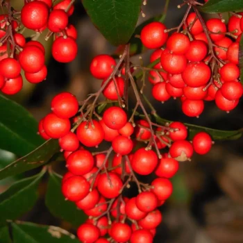 NANDINA domestica Richemond