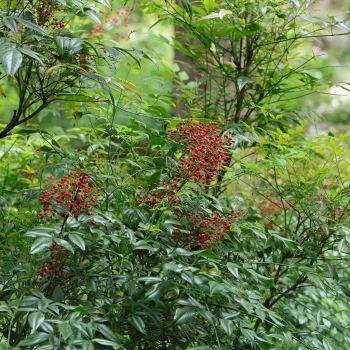 NANDINA domestica Summer Sunset