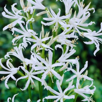 NERINE bowdenii Alba