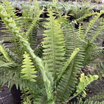 NEPHROLEPIS cordifolia Artic Jungle