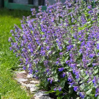 NEPETA x faassenii Pursian Blue