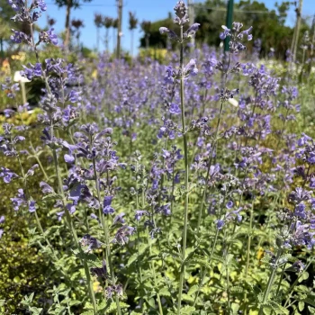 NEPETA x faassenii Six Hills Giant