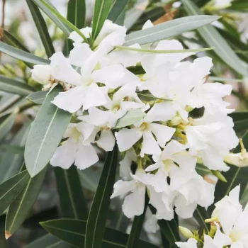 NERIUM oleander Blanc