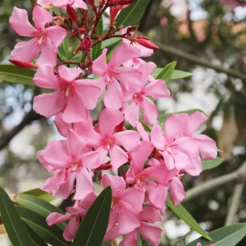 NERIUM oleander Fuchsia