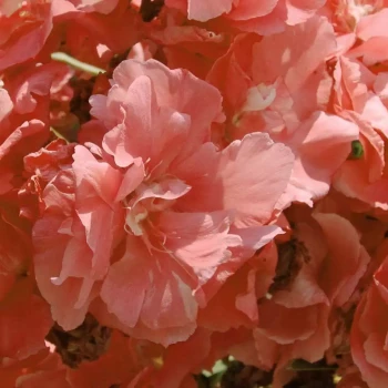 NERIUM oleander Rose