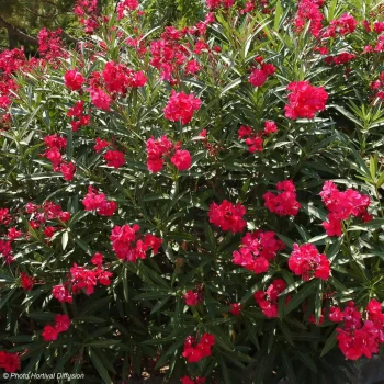 NERIUM oleander Rouge