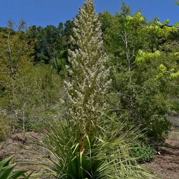 NOLINA bigelovii