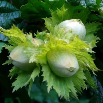 CORYLUS avellana Longue d’Espagne