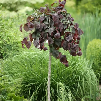 CORYLUS avellana Merveille de Bollwiller