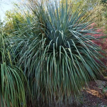 NOLINA nelsoni