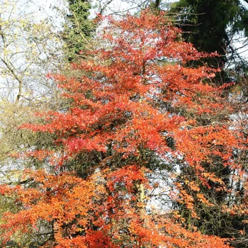 NYSSA sylvatica