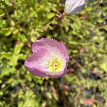 OENOTHERA speciosa Rosea