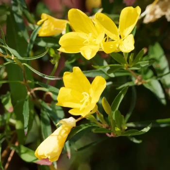 OENOTHERA speciosa