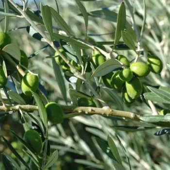 OLEA europaea Hoji