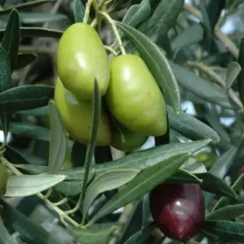 OLEA europaea Lucques