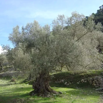 OLEA europaea Olivière