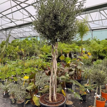 OLEA europaea