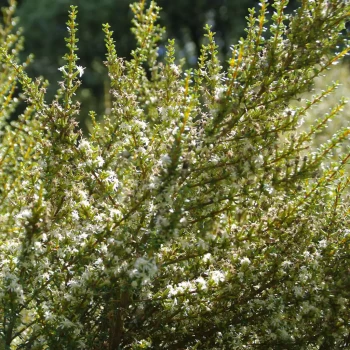 OLEARIA solandrii aurea