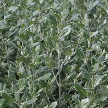 OLEARIA traversii
