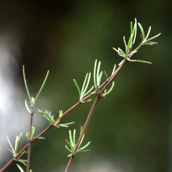 OLEARIA virgata