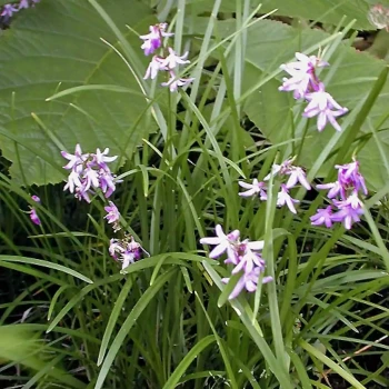 OPHIOPOGON nigrescens Black Dragon