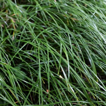 OPHIOPOGON planiscapus Niger