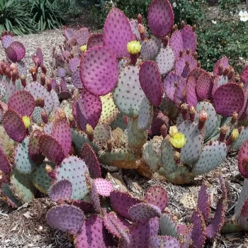 OPUNTIA violacea Santa Rita