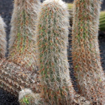 OROCEREUS trollii