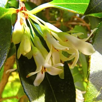 OSMANTHUS x burkwoodii