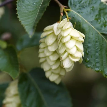 OSTRYA carpinifolia