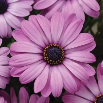 OSTEOSPERMUM ecklonis Akila Lavender Shades