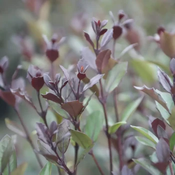 OSMANTHUS heterophyllus Purpureus