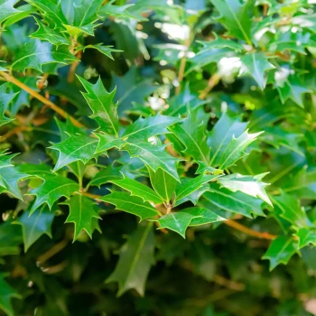 OSMANTHUS heterophyllus