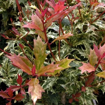 OSMANTHUS heterophyllus rotundifolius