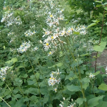 OSMANTHUS macrophyllus