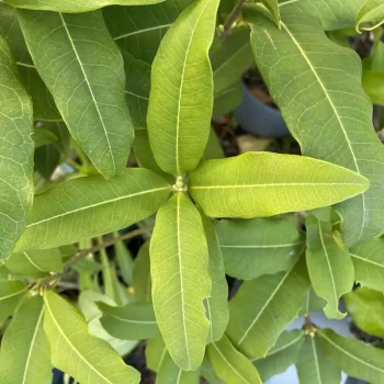 OSMANTHUS yunnanensis