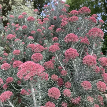 OZOTHAMNUS rosmarinifolius Silver Jubilee