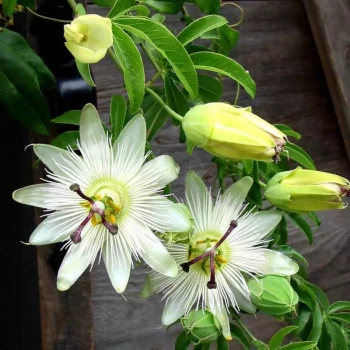 PASSIFLORA caerulea Constance Eliott