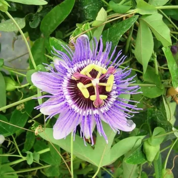 PASSIFLORA caerulea Purple Haze