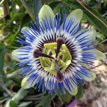 PASSIFLORA caerulea