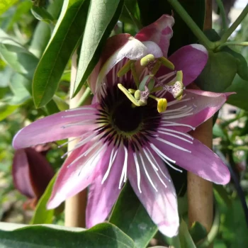 PASSIFLORA edulis