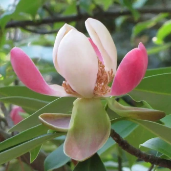 PACHYSTEGIA insignis Daizea