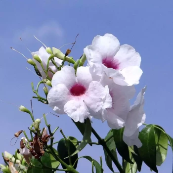 PANDOREA jasminoides Alba