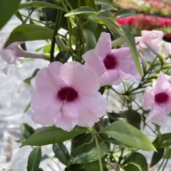 PANDOREA jasminoides